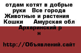 отдам котят в добрые руки - Все города Животные и растения » Кошки   . Амурская обл.,Архаринский р-н